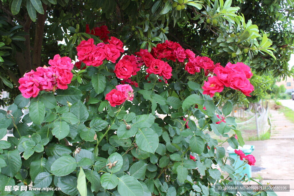 月季花  