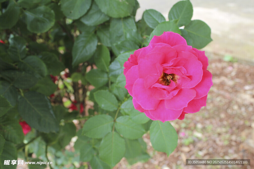 月季花 