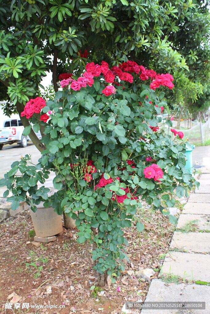 月季花 