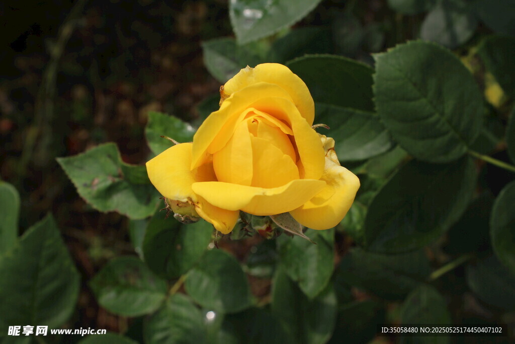月季花 