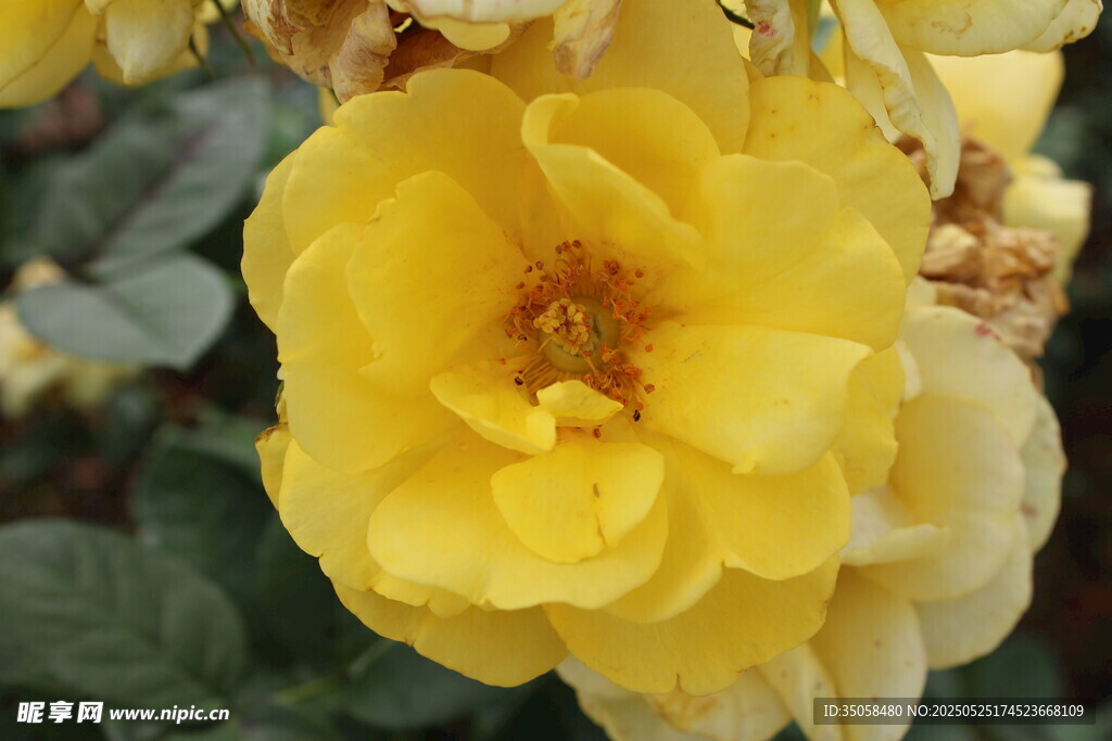 月季花 
