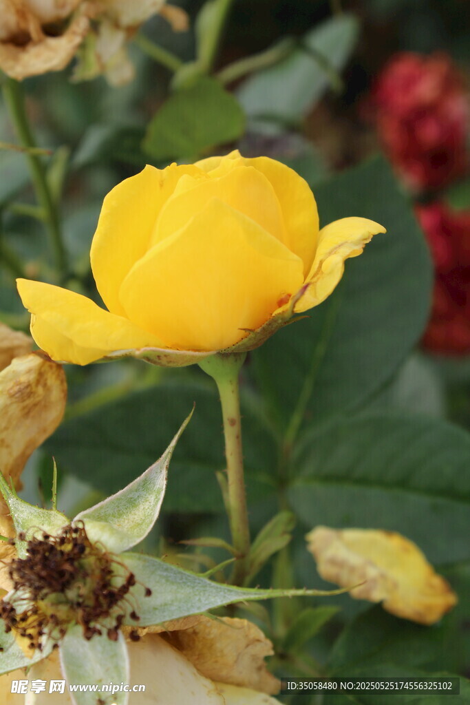 月季花 