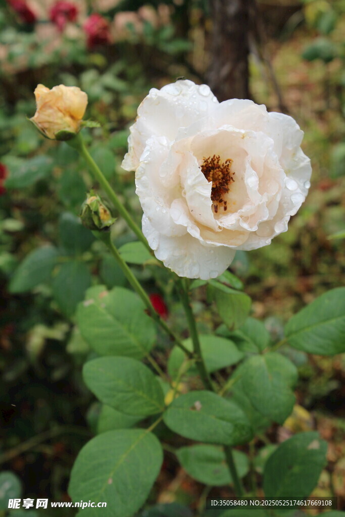 月季花 