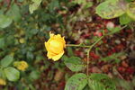 月季花 