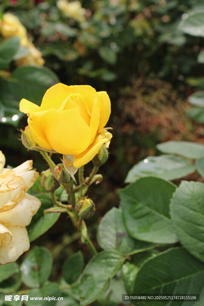 月季花  