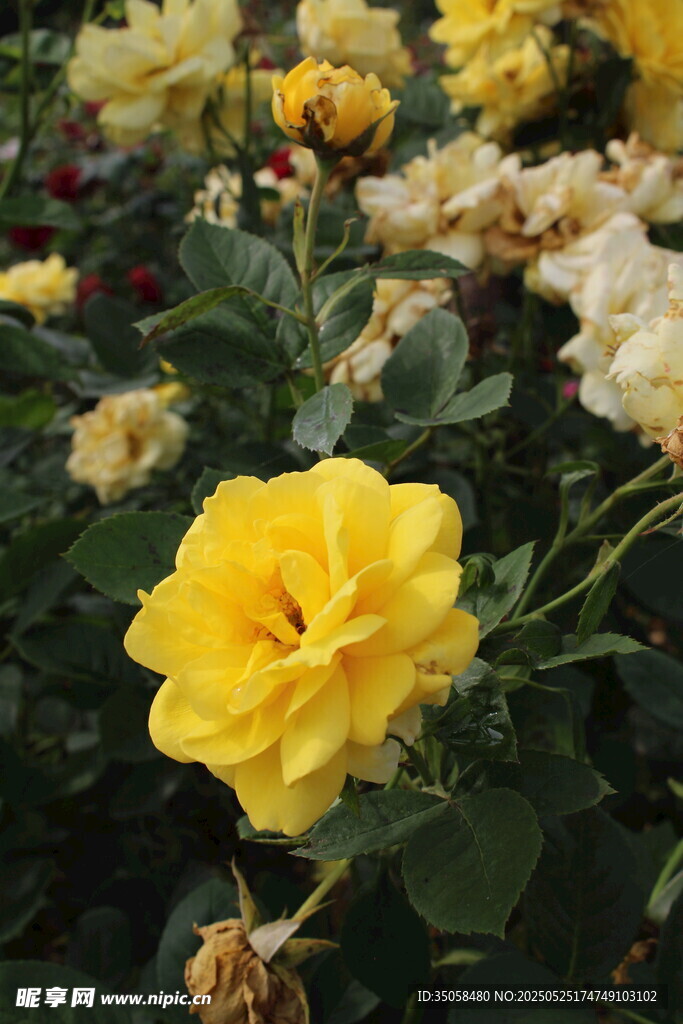 月季花  