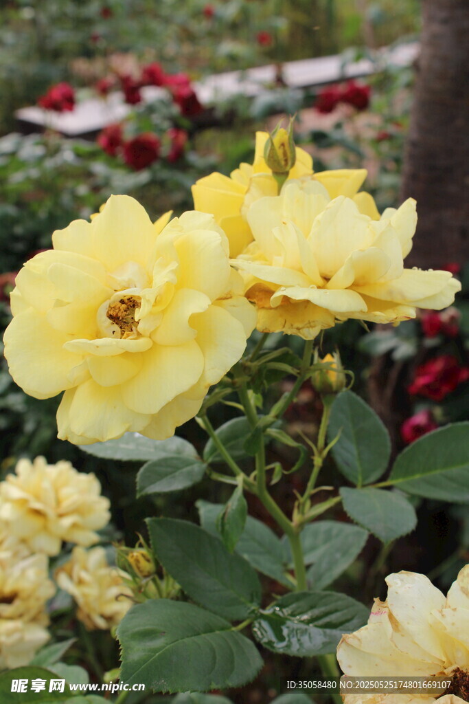 月季花  