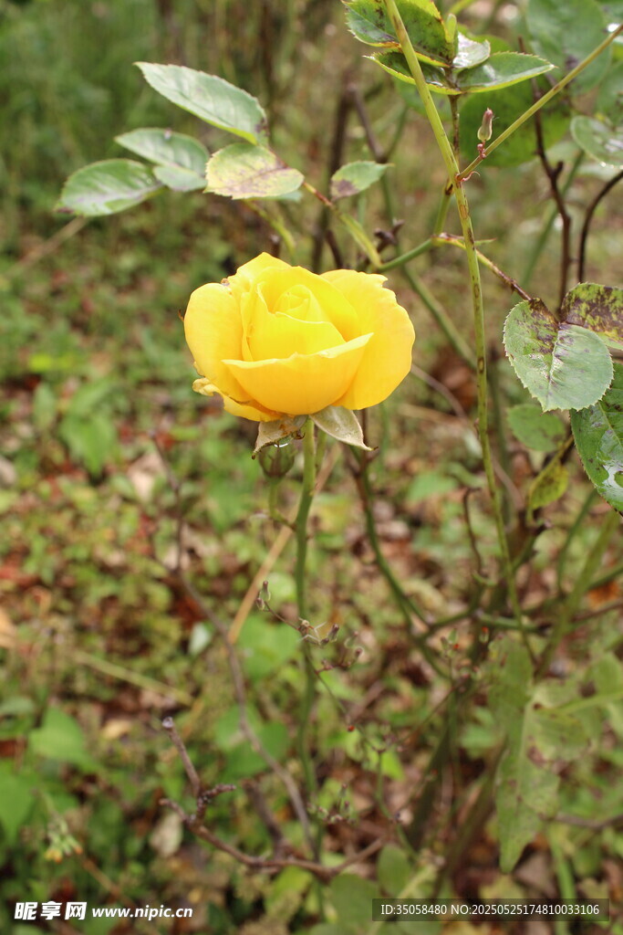月季花 