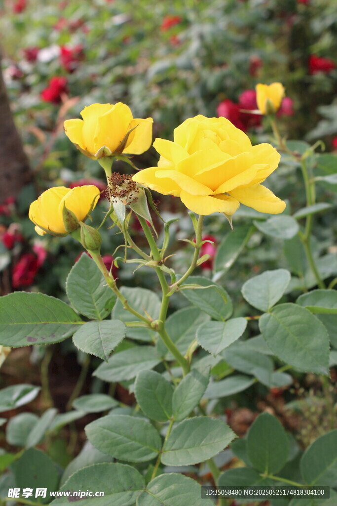 月季花 