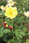 月季花 