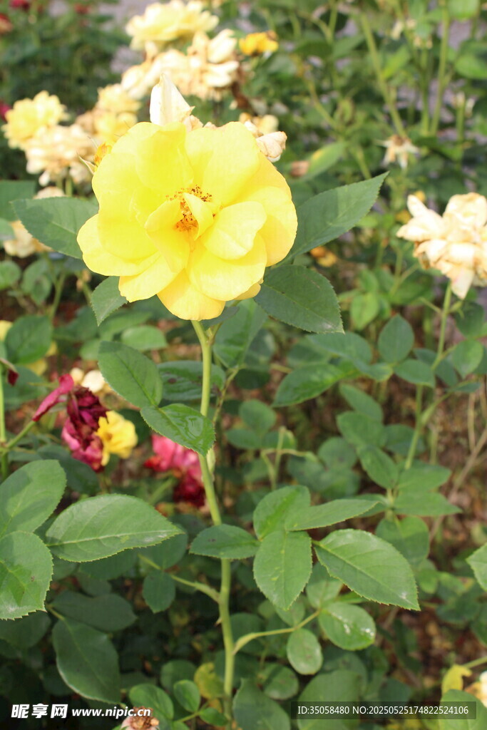 月季花 