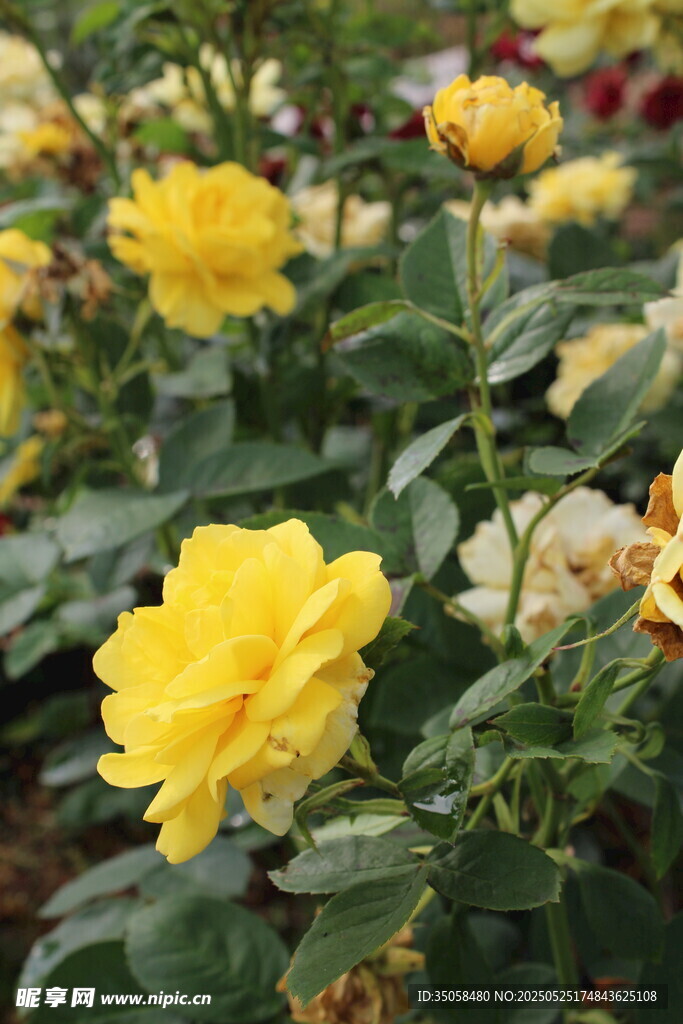 月季花  