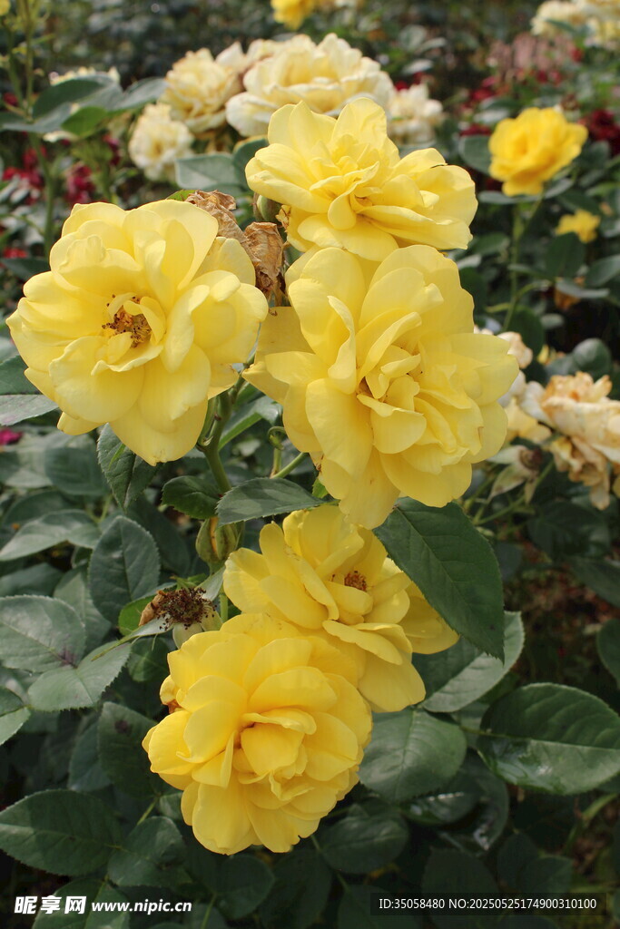 月季花  
