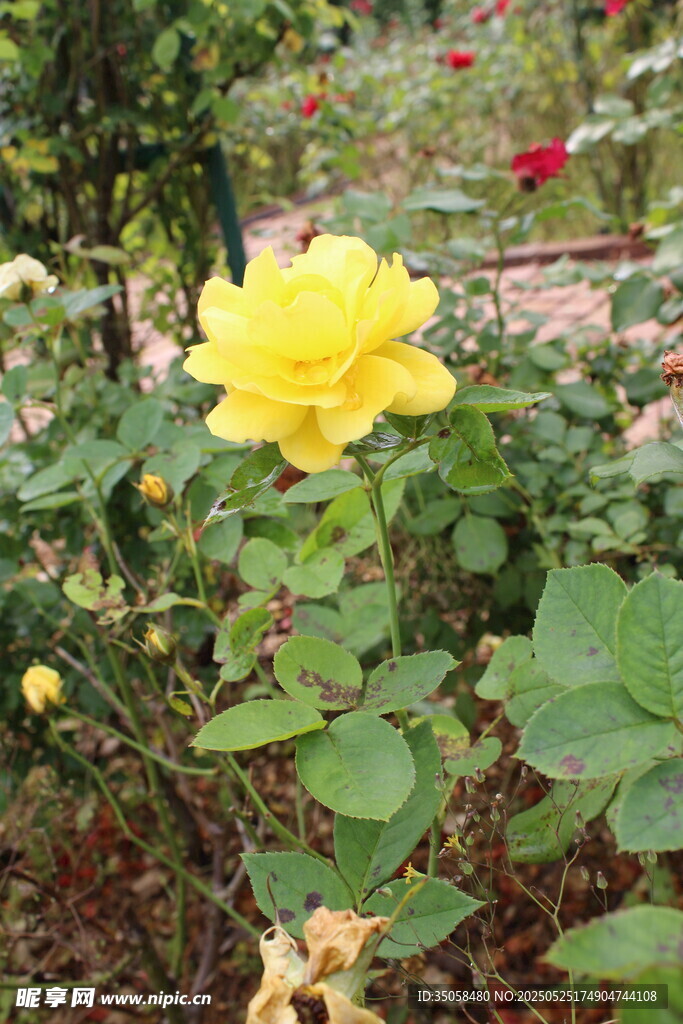 月季花  