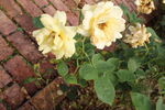 月季花 