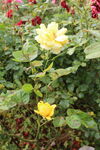 月季花  