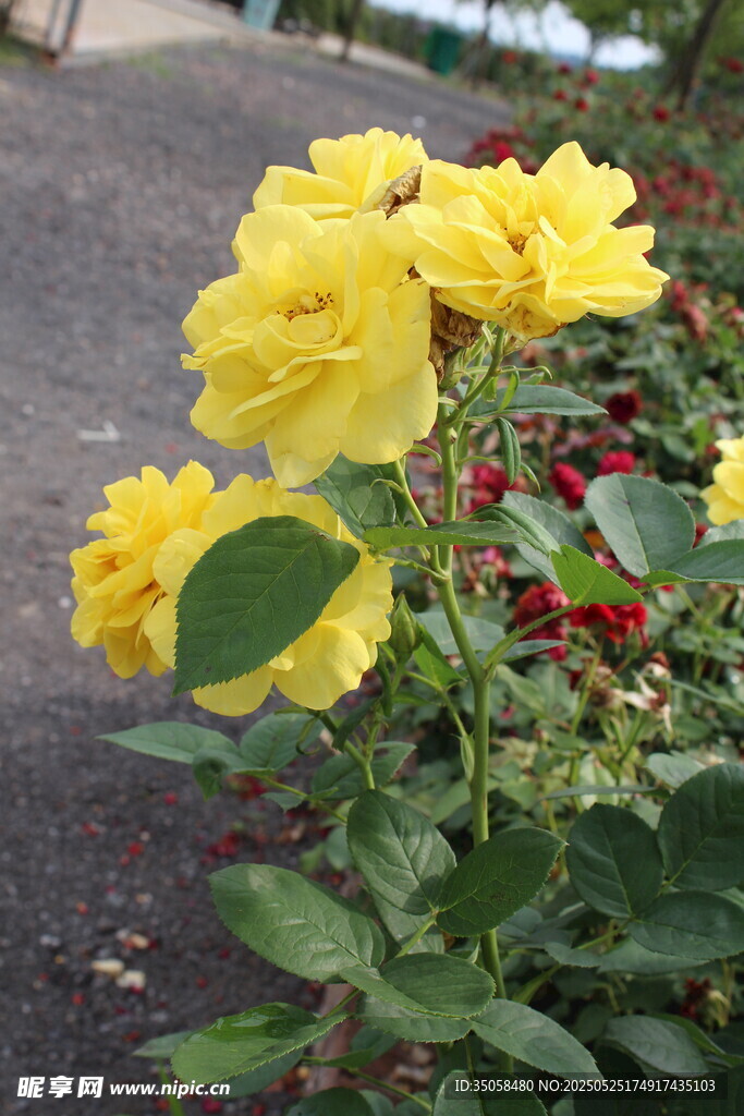 月季花 