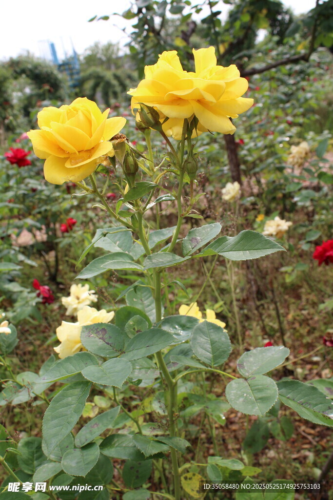 月季花