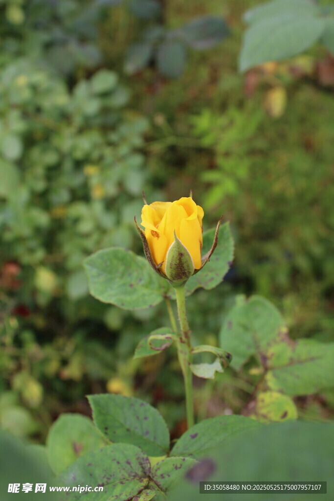 月季花  