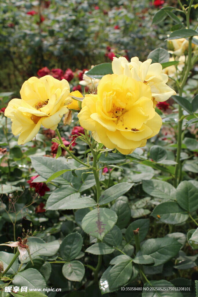 月季花 