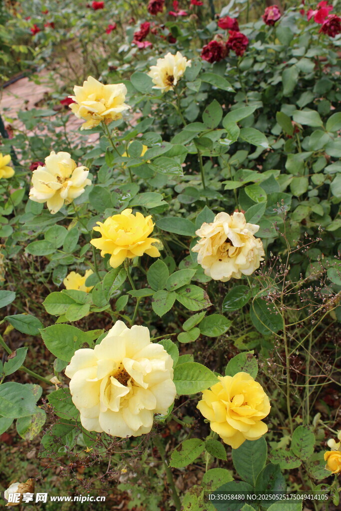 月季花 