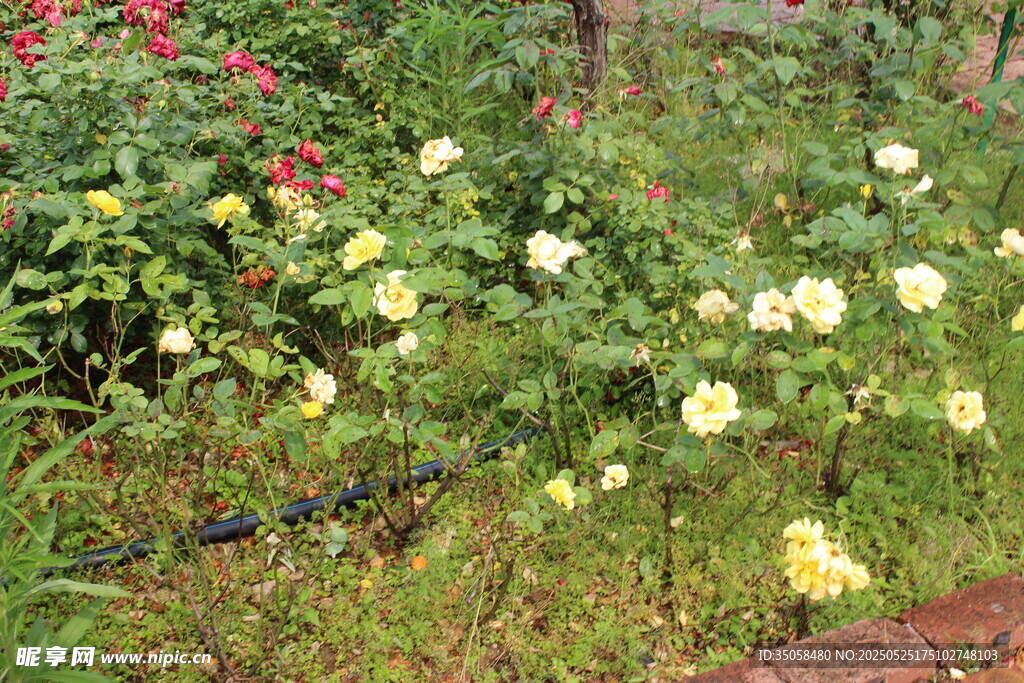 月季花 