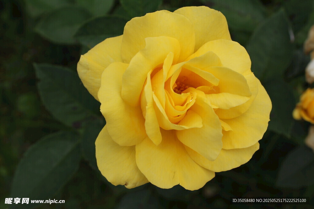 月季花
