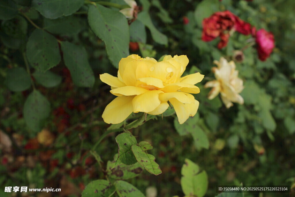 月季花  