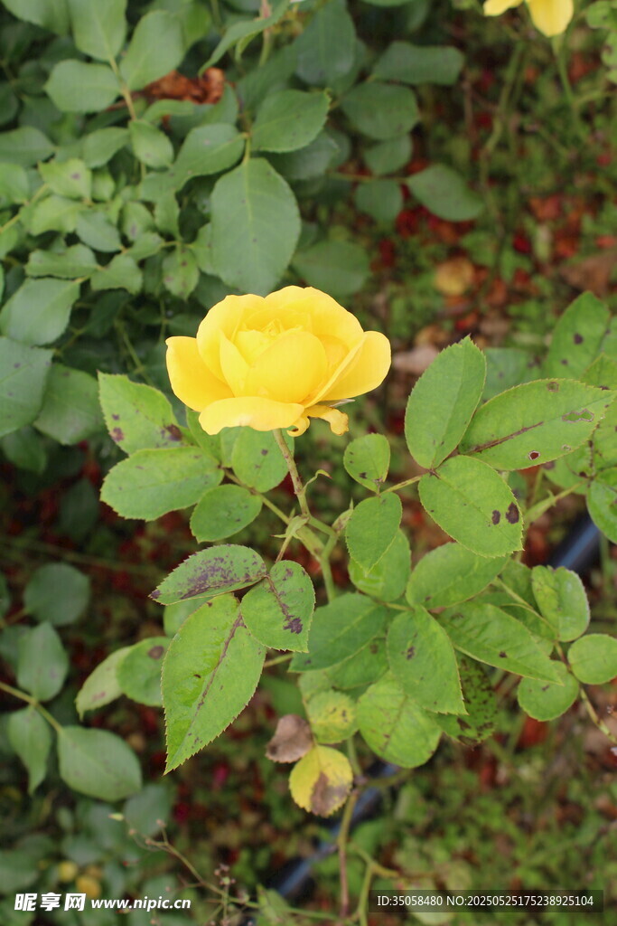 月季花 