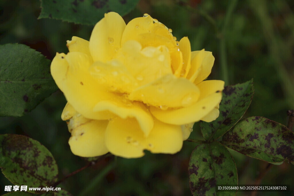 月季花  