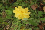 月季花 