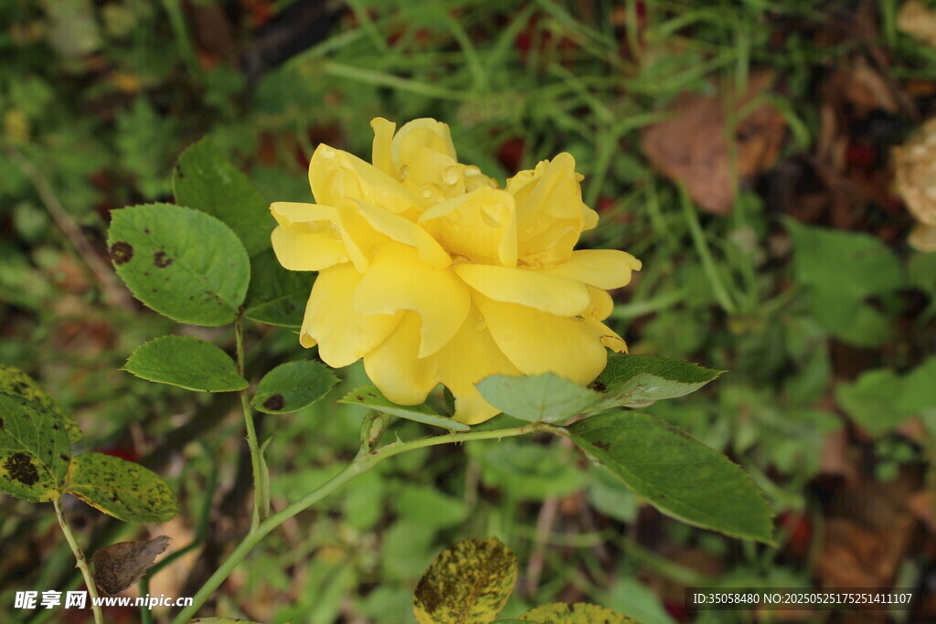 月季花 