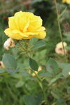 月季花 