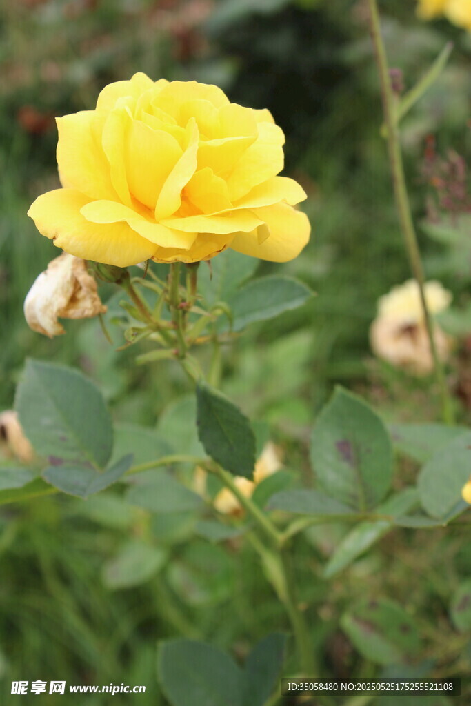 月季花 