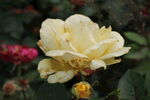 月季花  