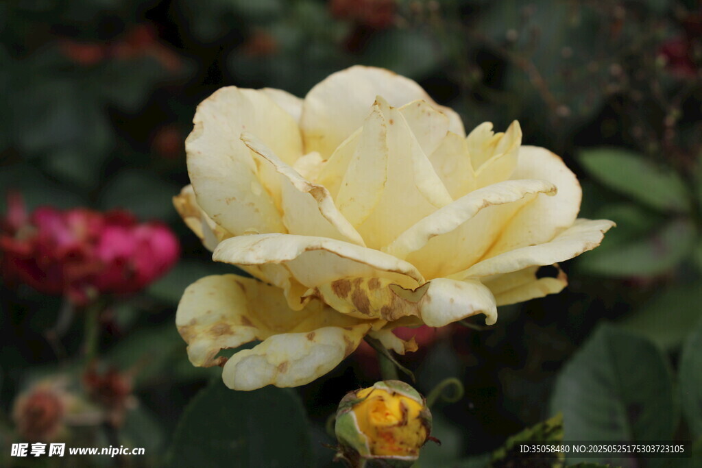 月季花  