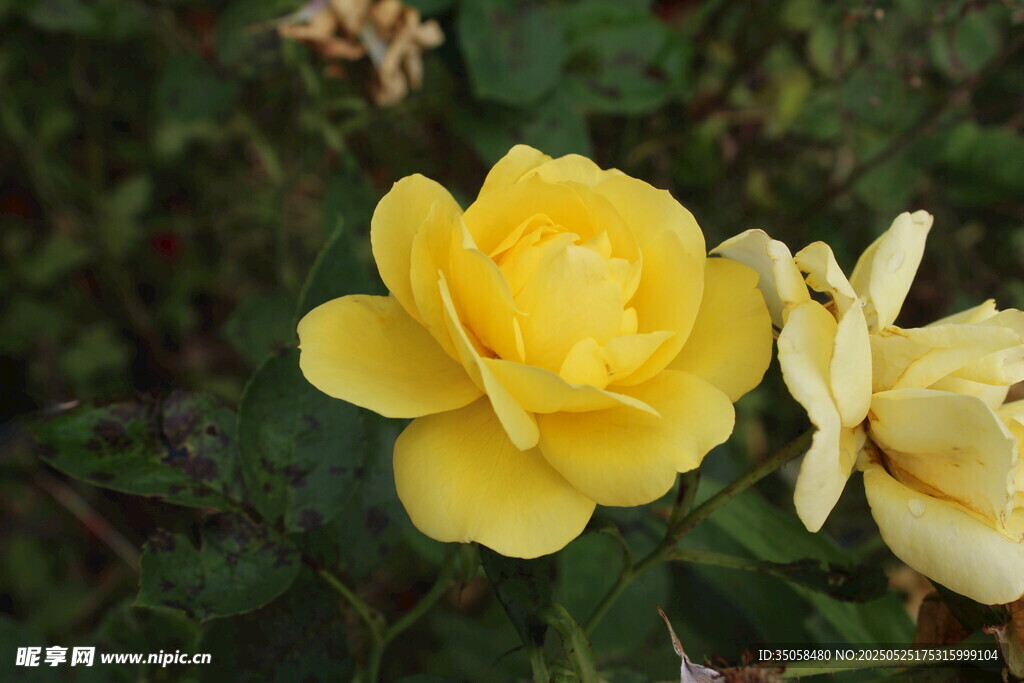 月季花  