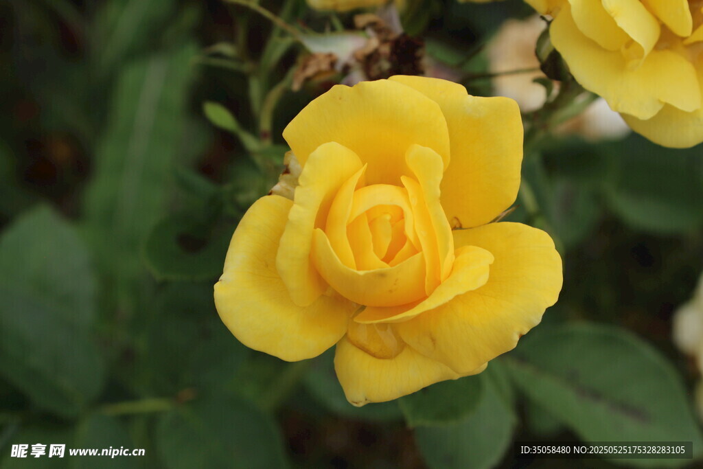 月季花 