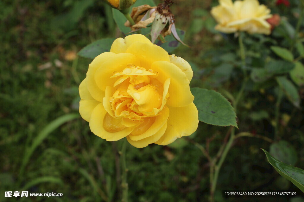 月季花 