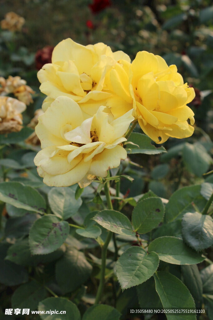 月季花 