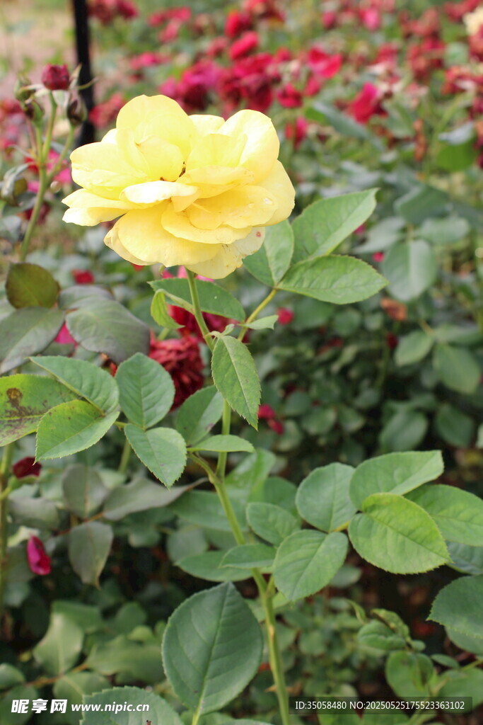 月季花 