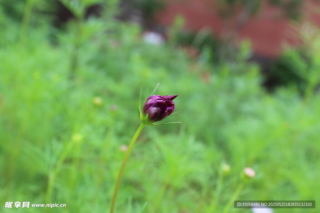 秋英  