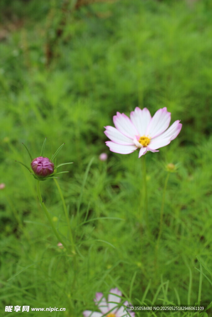 秋英 