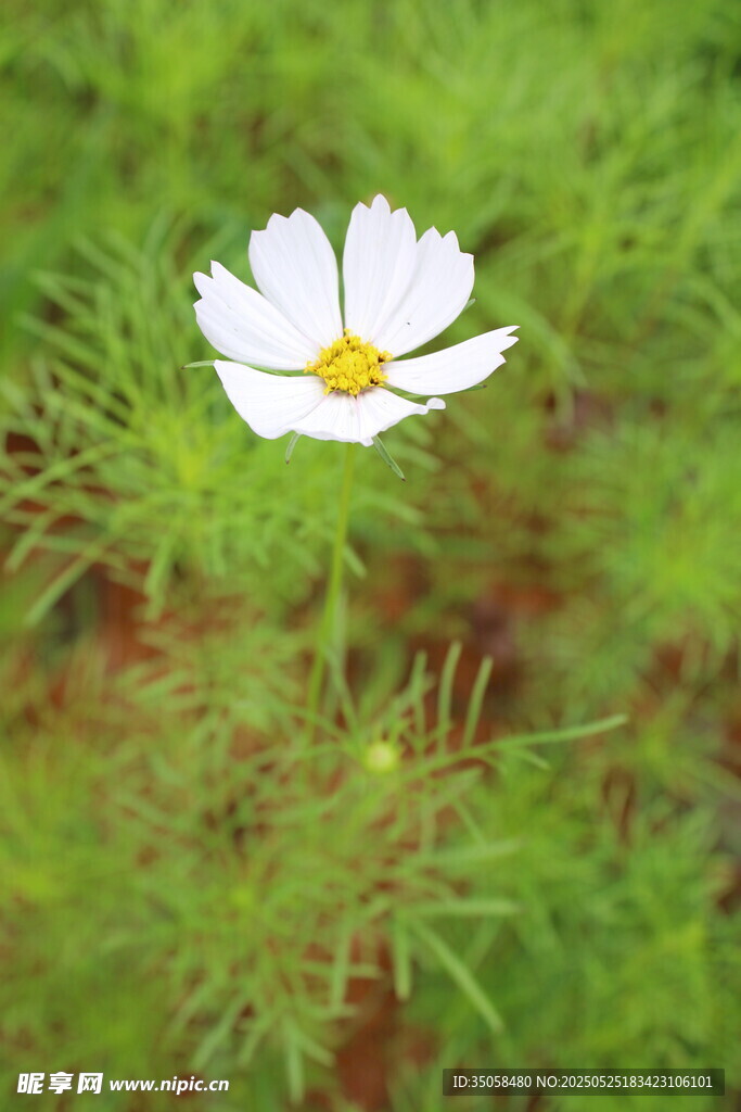 秋英 