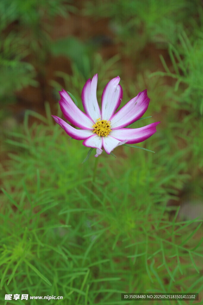 秋英  