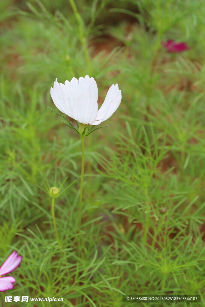 秋英 