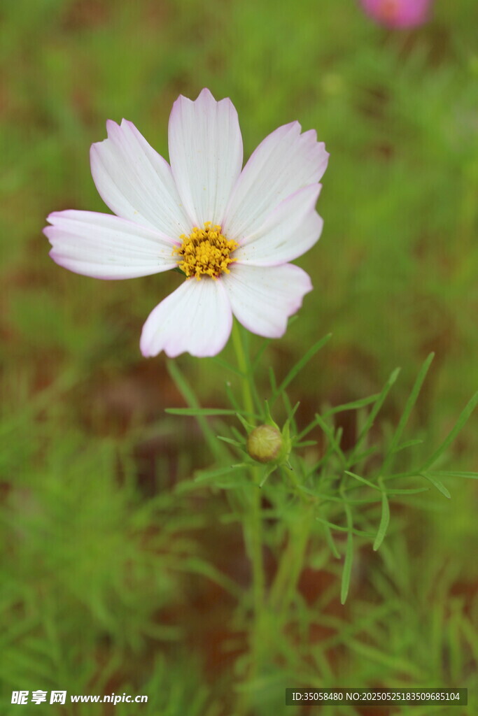秋英  