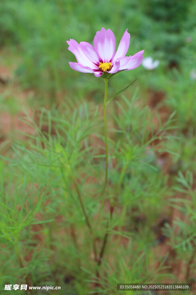 秋英  