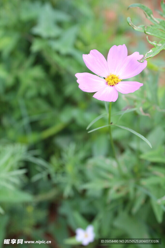 秋英 