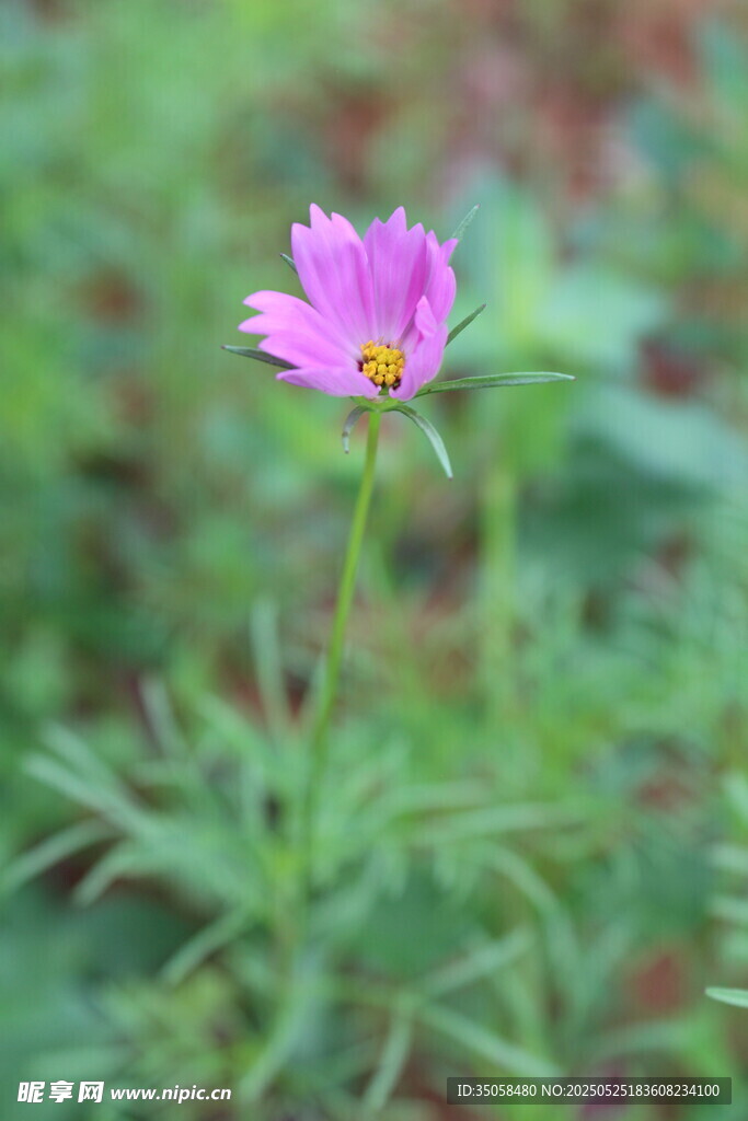 秋英  